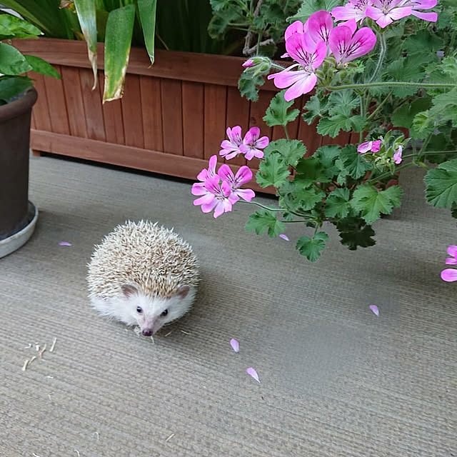Reikomさんの実例写真