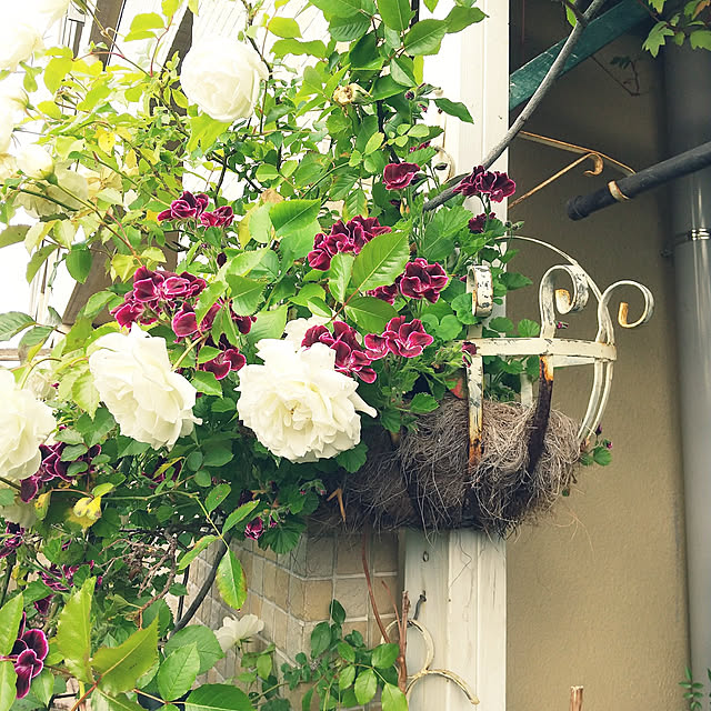 soraさんの実例写真