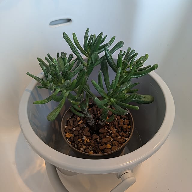 omosayabokoさんの実例写真