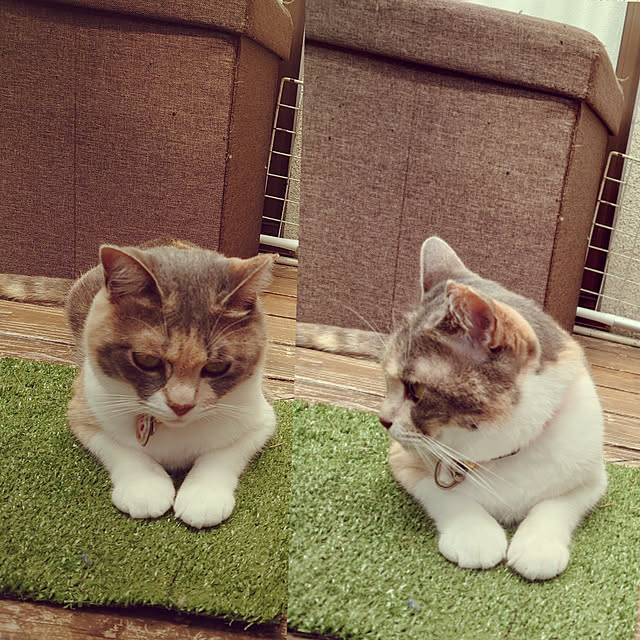 fukuさんの実例写真