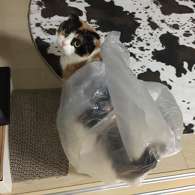 Maoさんの実例写真