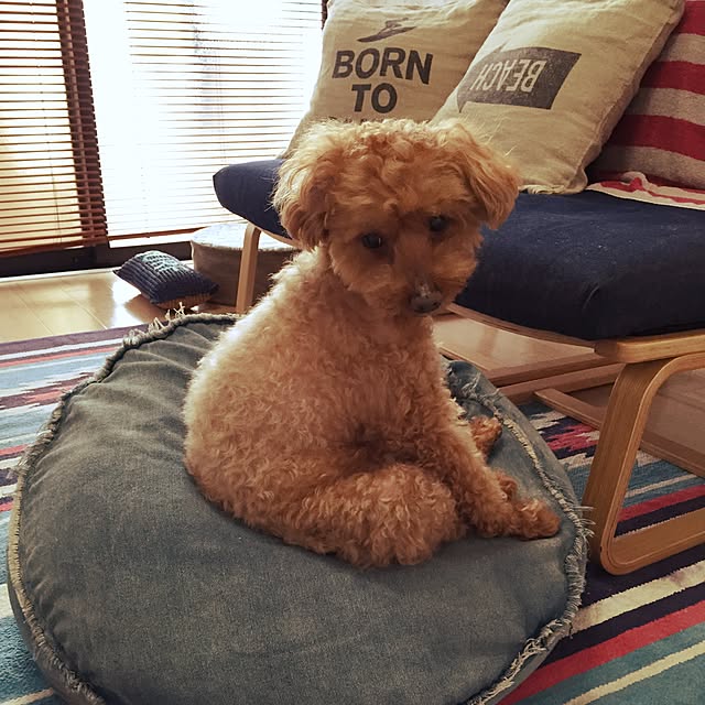 pooさんの実例写真