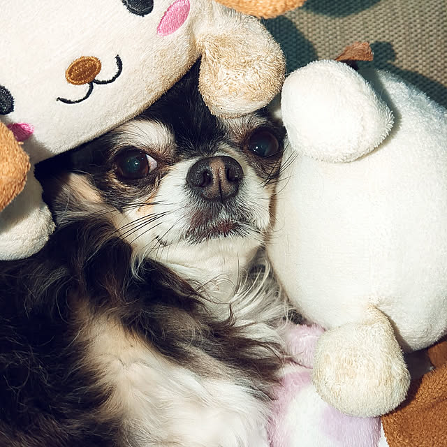 TOMIさんの実例写真