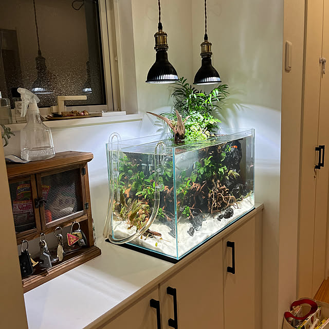 anubias77さんの実例写真