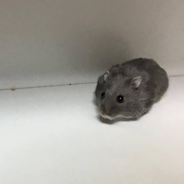 Shoさんの実例写真