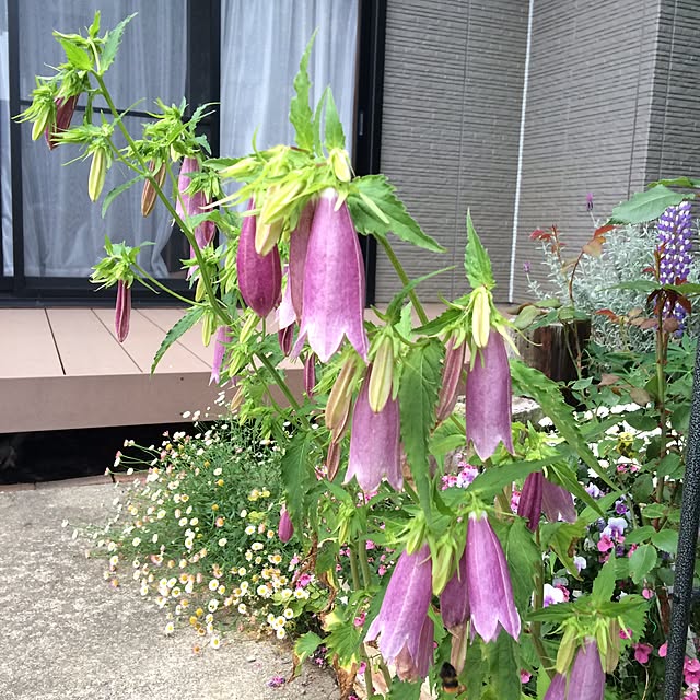 amiさんの実例写真