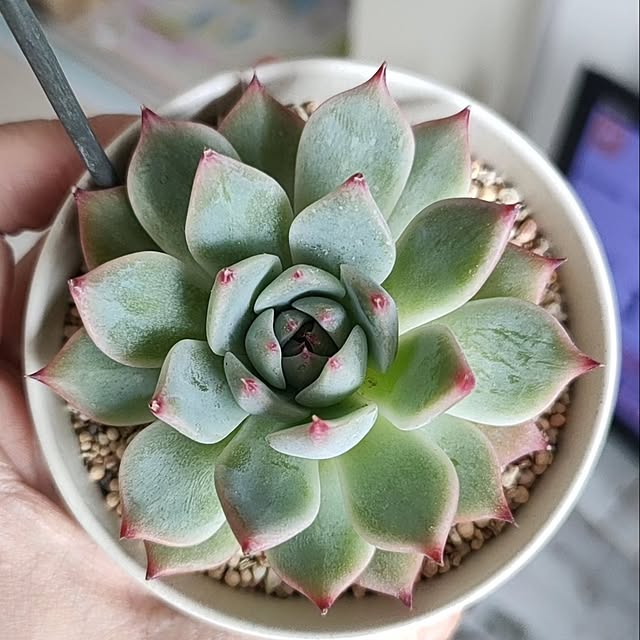 cocomintさんの実例写真