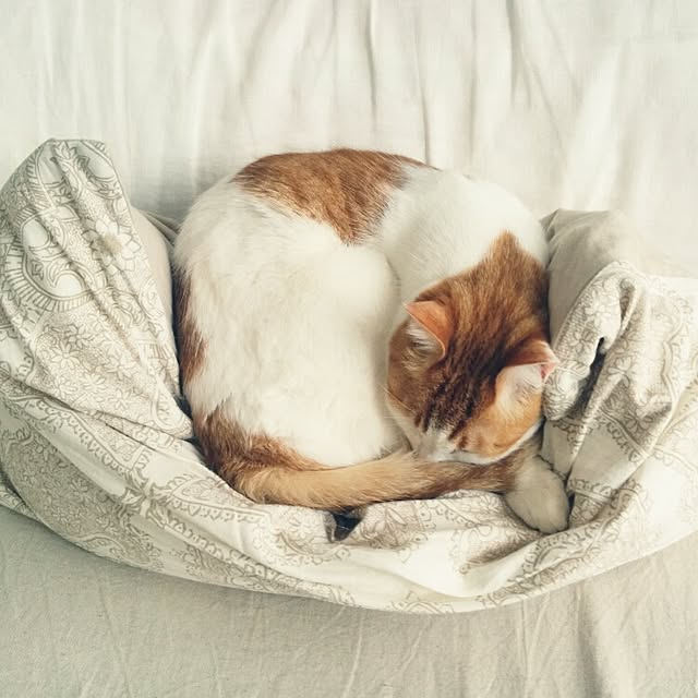 3110さんの実例写真