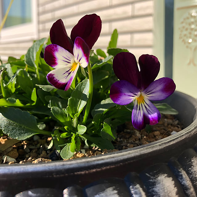 timmymamaさんの部屋