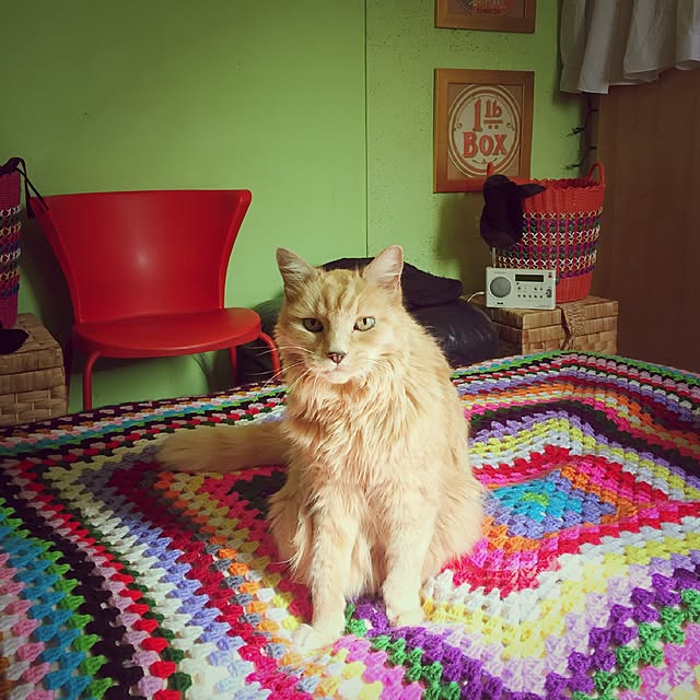 nekohigeさんの実例写真