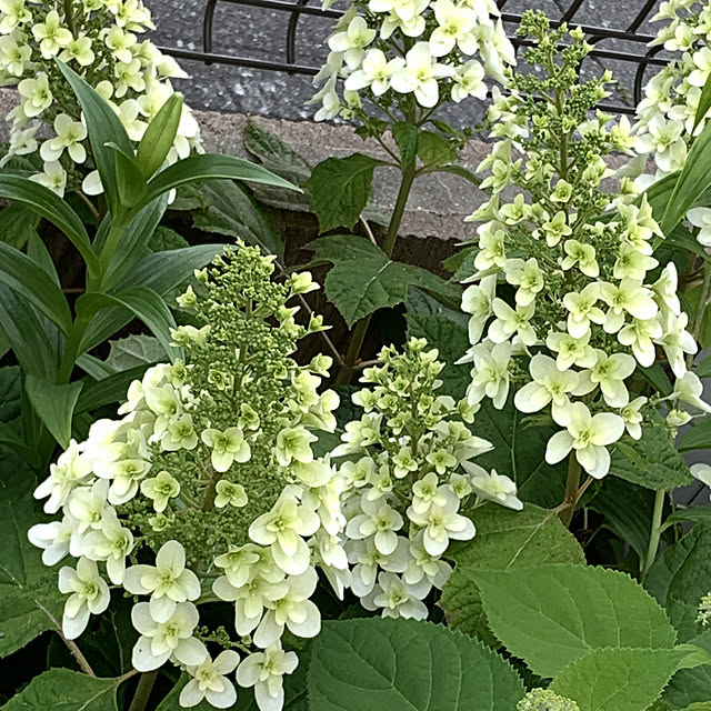 hinaさんの実例写真
