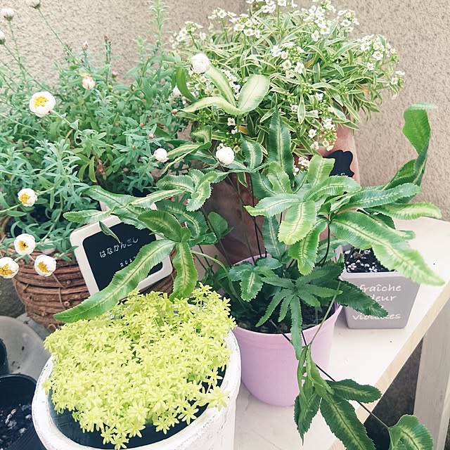 miho.okuさんの実例写真