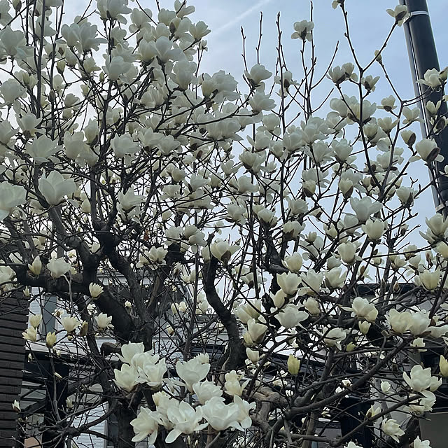 kuikoさんの実例写真