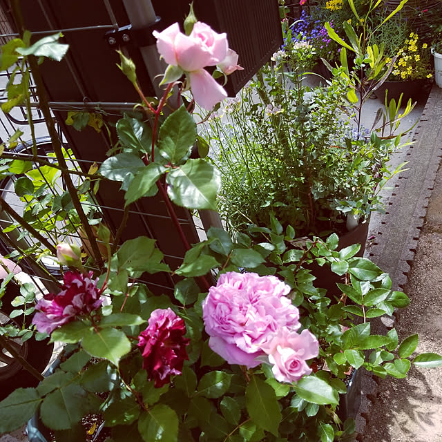 mimi828さんの実例写真