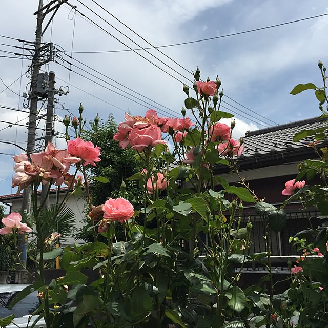 kurikury777さんの実例写真