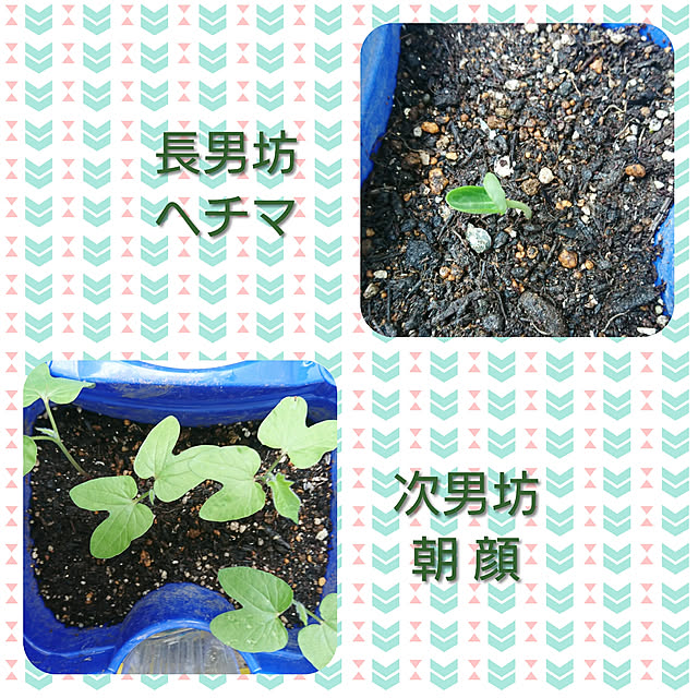 ToReTaRiさんの実例写真