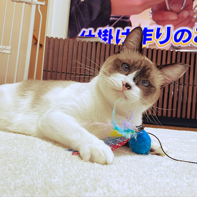 ibuさんの部屋