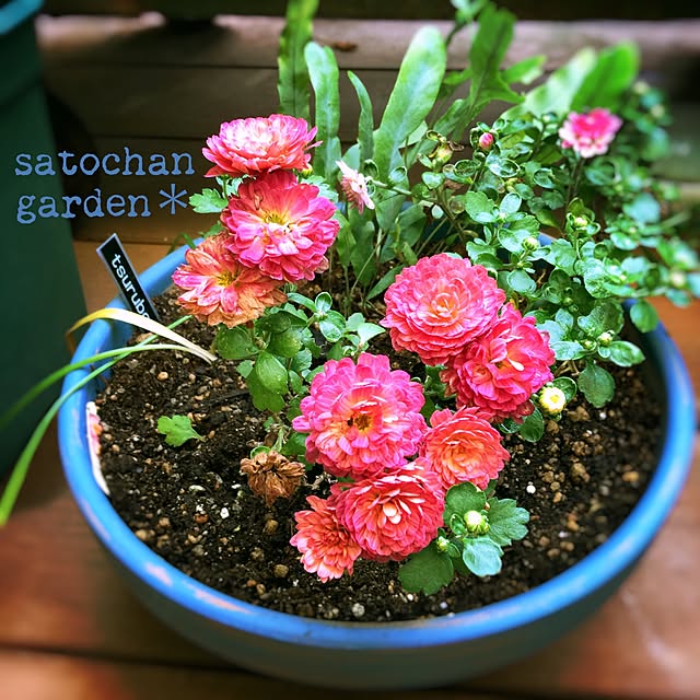 satochanさんの実例写真