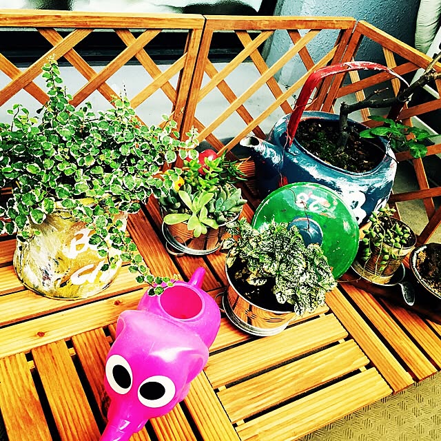 玄関/入り口/DIY/セリア/観葉植物/多肉植物のインテリア実例 - 2015-08-02 22:06:30
