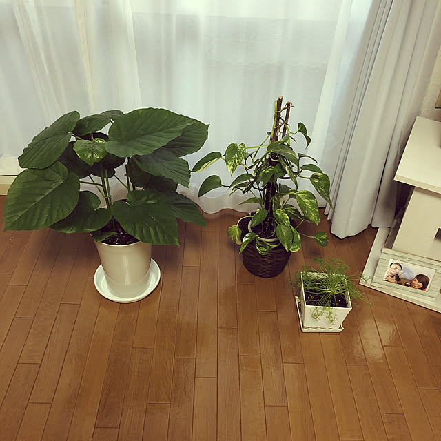 Mikaさんの実例写真