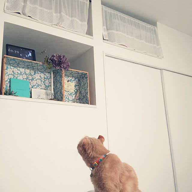 cottonさんの実例写真