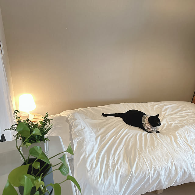 nekomiさんの実例写真