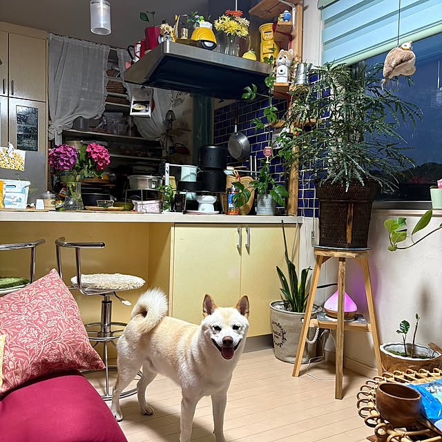 Toyomiさんの実例写真