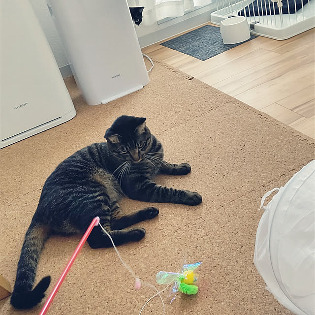 hihaさんの実例写真