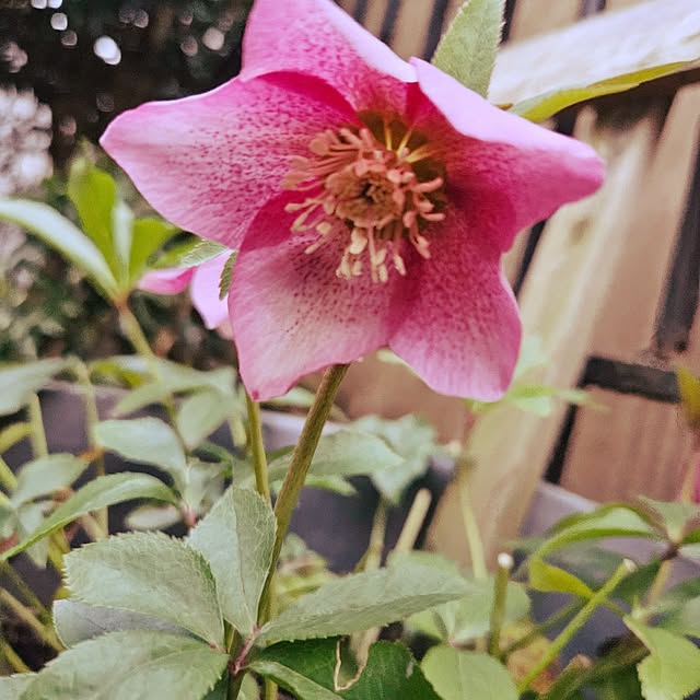 oseroさんの部屋
