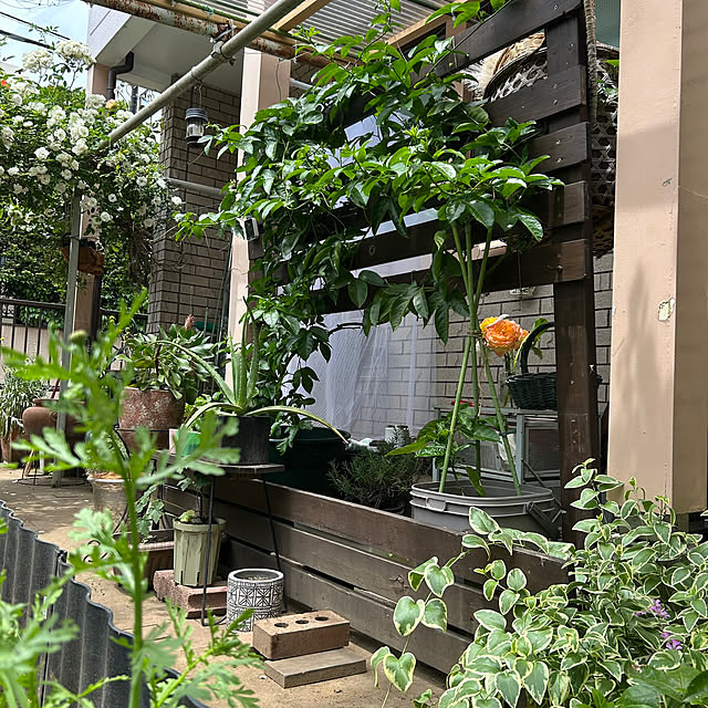 botanさんの部屋