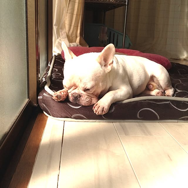 saoriさんの実例写真