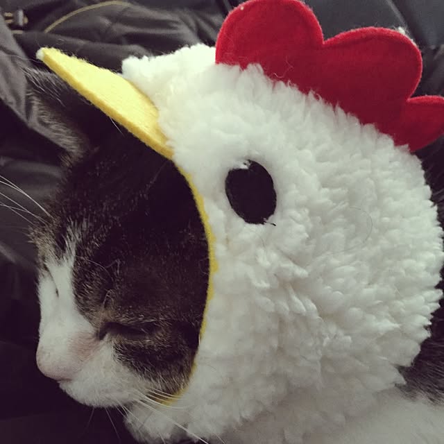 minkokoさんの実例写真