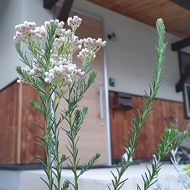 t.yumiさんの実例写真