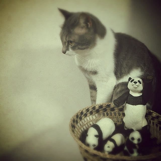 lovepandaさんの実例写真