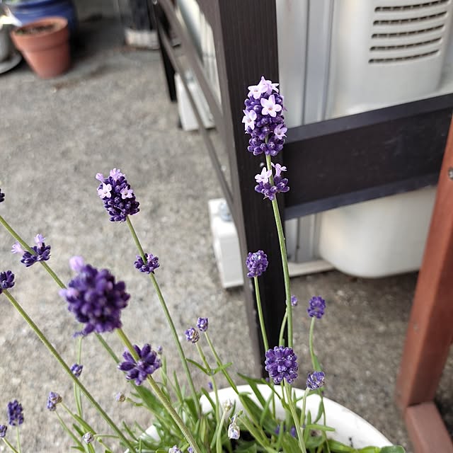 kiraさんの部屋