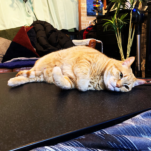 tututu0204さんの実例写真