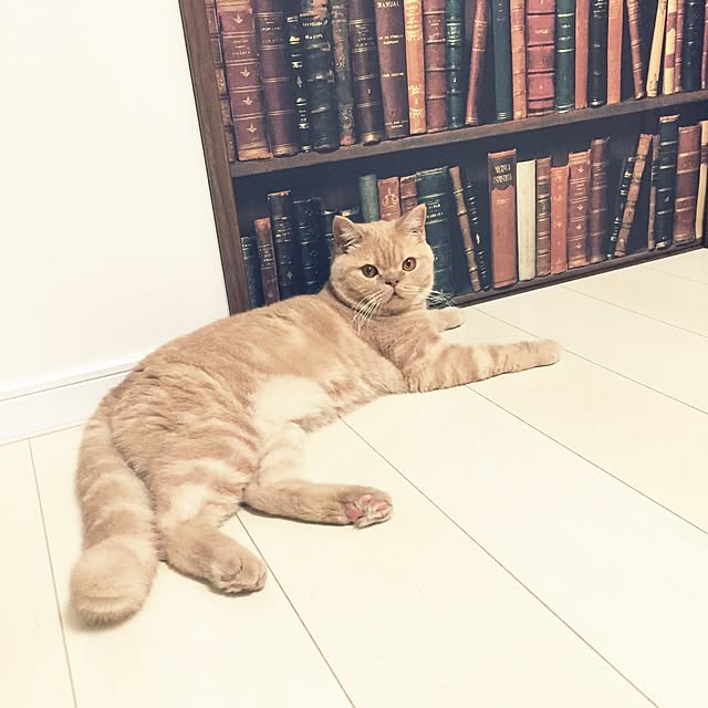cocoさんの実例写真
