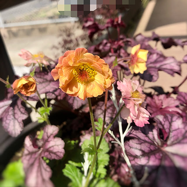 cocoaさんの実例写真