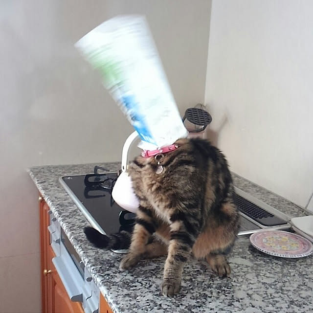 shigurenekoさんの実例写真