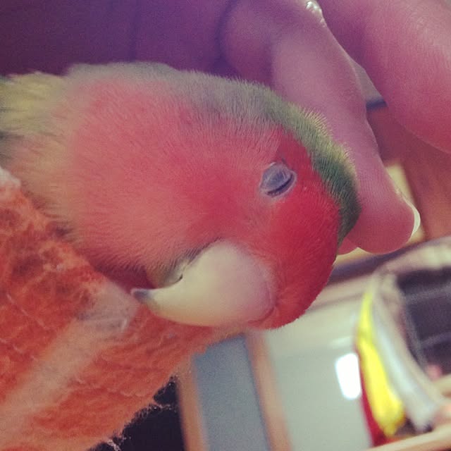 ozakiさんの実例写真