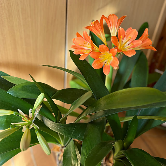 CoCo0617さんの部屋
