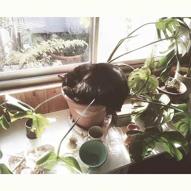 ataさんの実例写真