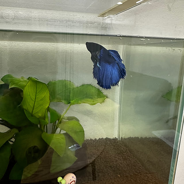 kiyoさんの部屋