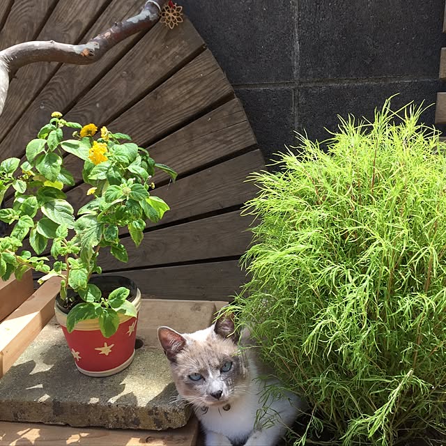 michikoさんの実例写真