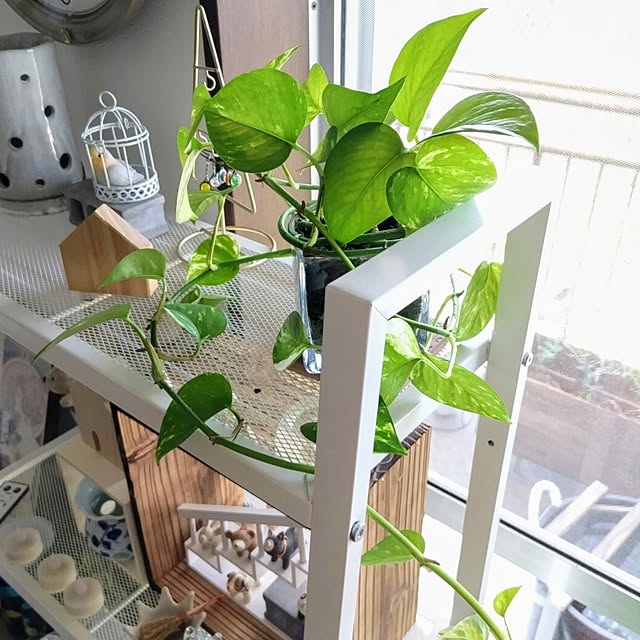 mi-saさんの部屋