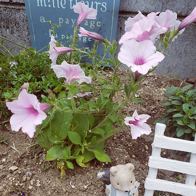 natyenaoさんの実例写真