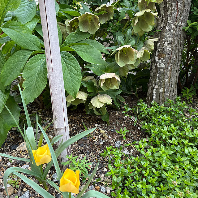 hatsugaさんの部屋