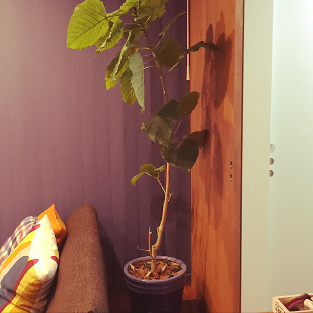 部屋全体/観葉植物のインテリア実例 - 2017-08-03 16:20:39
