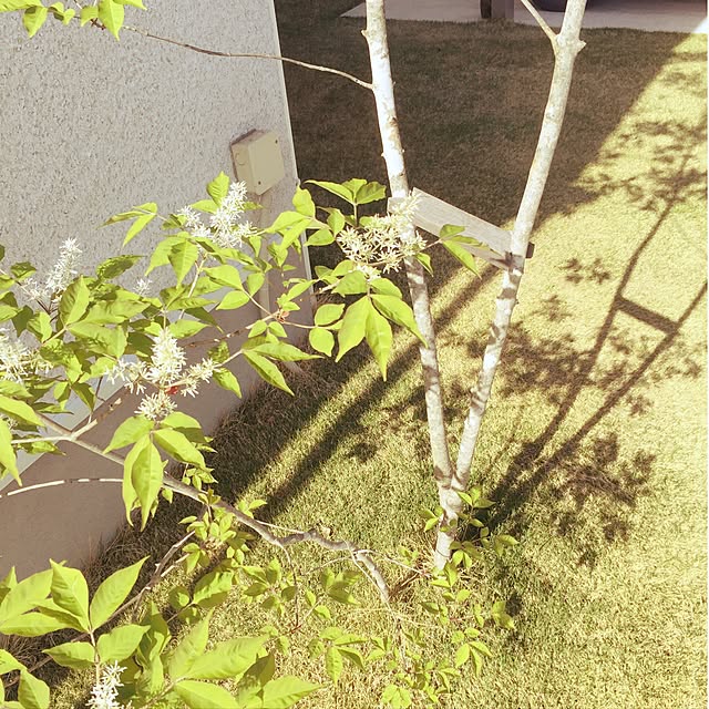 ベッド周り/芝/アオダモ/ベッド周りではありませんが…のインテリア実例 - 2017-04-19 15:52:14