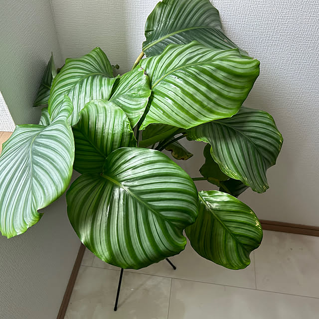 mocoさんの部屋